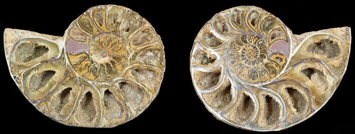 Cut & Polished, Agatized Ammonite Fossil - Jurassic #53840
